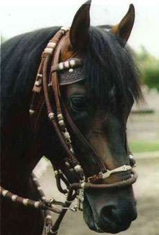 Peruu - Traditional saddle used during our rides in Peru - Randocheval